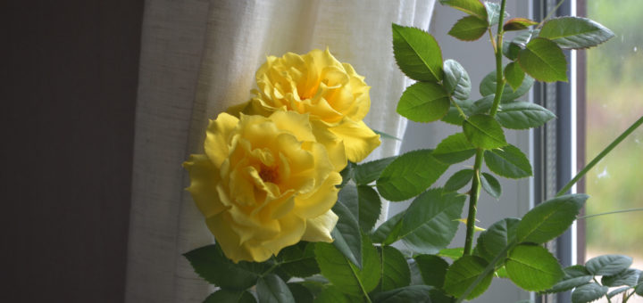 роза Мейландина